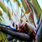 5 GIANT BIRD OF PARADISE Tree Strelitzia Nicolai Wild Banana White Crane Blue Purple Flower Houseplant Seeds