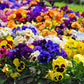 250 Mixed Colors SWISS GIANT PANSY Viola Wittrockiana Flower Seeds