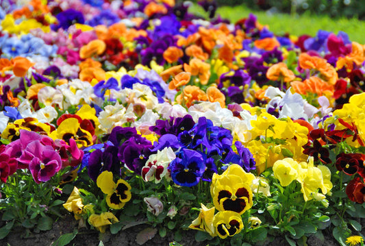 250 Mixed Colors SWISS GIANT PANSY Viola Wittrockiana Flower Seeds