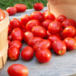 500 ITALIAN ROMA TOMATO Lycopersicon Lycopersicum Fruit Vegetable Seeds