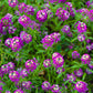 100 EASTER BONNET ALYSSUM Lobularia Maritima Bright Violet Purple Flower Seeds