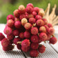 50 GLOBE AMARANTH MIX Gomphrena Globosa Mixed Colors Amaranthus Flower Seeds