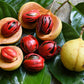 1 NUTMEG TREE Seed Myristica Fragrans Pala MACE Fruit Nut Pumpkin Pie Spice