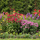 500 Purple BLAZING STAR Gayfeather LIATRIS Spicata Flower Seeds