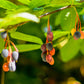 15 INDIAN PLUM Osoberry Oregon Oso Berry Oemleria Cerasiformis Fruit Shrub Seeds