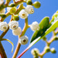 10 PACIFIC MADRONE TREE Bearberry Red Arbutus Menziesii Oregon Laurel Seeds