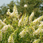 50 WHITE BUTTERFLY BUSH Buddleja Davidii Flower Seeds