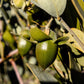 5 JOJOBA Simmondsia Chinensis Fruit Nut Oil Evergreen Shrub Seeds