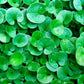 1000 DICHONDRA Repens aka Lawn Leaf Flower Evergreen Ground Cover Seeds