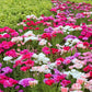 500 DOUBLE DEUCES GODETIA Grandiflora Clarkia Amoena Mixed Colors & Bicolor Flower Seeds