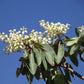 10 PACIFIC MADRONE TREE Bearberry Red Arbutus Menziesii Oregon Laurel Seeds