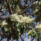 10 PACIFIC MADRONE TREE Bearberry Red Arbutus Menziesii Oregon Laurel Seeds