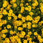 1000 DAHLBERG DAISY Thymophylla Tenuiloba Yellow Flower Seeds - aka Golden Fleece, Gold Carpet,  Shooting Star