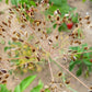 1500 DUKAT DILL Anethum Graveolens Sweet Heirloom European Herb Vegetable Seeds