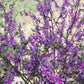50 TRUE INDIGO Dye Indigo Indigofera Tinctoria Pink Purple Sub Shrub Flower Seeds