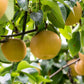 20 ASIAN PEAR TREE Pyrus Pyrifolia Oriental Japanese Fruit Seeds