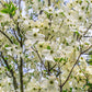10 American WHITE FLOWERING DOGWOOD Small Tree Cornus Florida Seeds