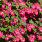 25 RED FLOWERING CURRANT Ribes Sanguineum aka Blood Currant Edible Fruit Blue Black Berries Shrub Seeds