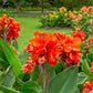 5 ORANGE CANNA LILY Indian Shot Arrowroot Canna Indica Flower Seeds