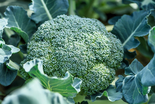 1000 WALTHAM 29 BROCCOLI Brassica Oleracea Vegetable Seeds