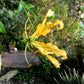 10 YELLOW GLORIOSA LILY Flame Lily Gloriosa Lutea Flower Vine Seeds