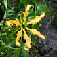 10 YELLOW GLORIOSA LILY Flame Lily Gloriosa Lutea Flower Vine Seeds