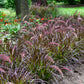 25 PURPLE FOUNTAIN GRASS Ornamental Pennisetum Setaceum Dark Burgundy Flower Seeds