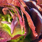3000 RED ROMAINE LETTUCE Lactuca Sativa Vegetable Seeds