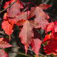 25 SIBERIAN MAPLE TREE Acer Ginnala Seeds - Red Fall Foliage