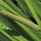250 SWEET FLAG GRASS Wetland Pond Acorus Calamus Ornamental Seeds