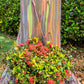 50 RAINBOW EUCALYPTUS Deglupta Gum Multicolor Bark Tree Seeds