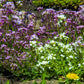 500 EVENING ( night ) SCENTED STOCK Matthiola Longipetala Bicornis Flower Seeds