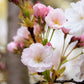 10 Japanese MOUNTAIN CHERRY Hill Cherry Prunus Serrulata Spontanea Pink & White Flowers Red Fruit Tree Seeds