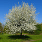 25 EUROPEAN PEAR TREE Pyrus Communis Fruit Seeds - White Flowers / Green Fruit