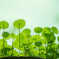 50 SPADELEAF Edible Coinwort Centella Asiatica Gotu Kola Herb Pink Flower Seeds
