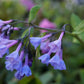 25 VIRGINIA BLUEBELLS True Blue & Pink Mertensia Virginica Flower Seeds