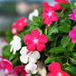 100 DWARF Little MIX PERIWINKLE / Vinca Rosea Flower Seeds