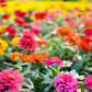 200 Mixed Colors ZINNIA POMPON Zinnia Elegans Flower Seeds
