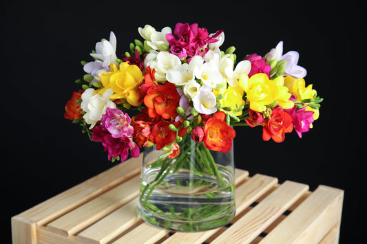 5 ROYAL CHAMPION Mix FREESIA Mixed Colors Pink Blue Purple Yellow Red Orange Flower Seeds