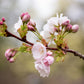 10 Japanese MOUNTAIN CHERRY Hill Cherry Prunus Serrulata Spontanea Pink & White Flowers Red Fruit Tree Seeds