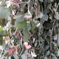 50 RED FLOWERING EUCALYPTUS Sideroxylon Mugga Ironbark Tree Seeds