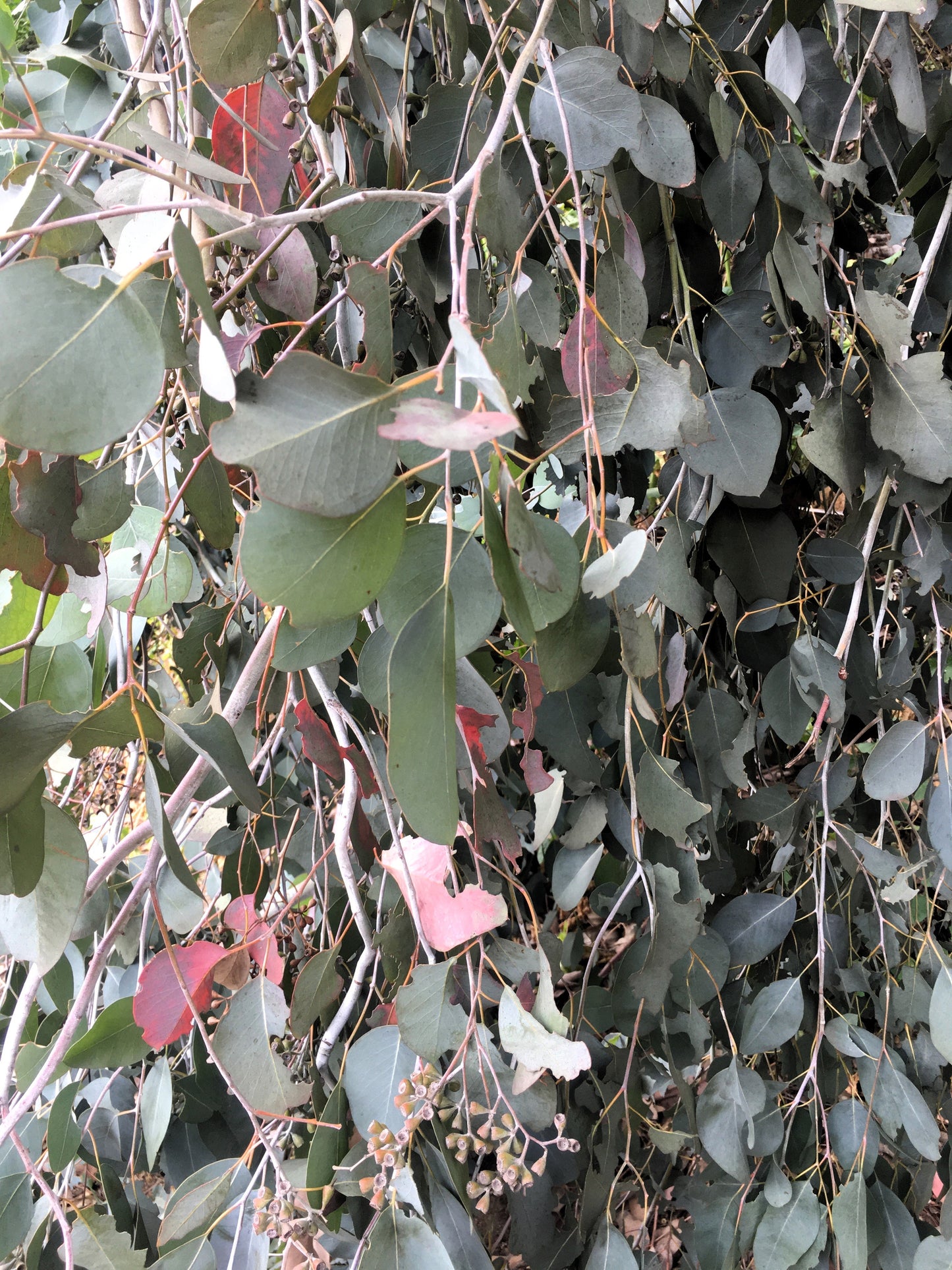 50 RED FLOWERING EUCALYPTUS Sideroxylon Mugga Ironbark Tree Seeds