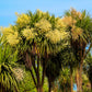 50 CABBAGE PALM / GIANT DRACAENA Australis Cordyline Tree Houseplant Seeds