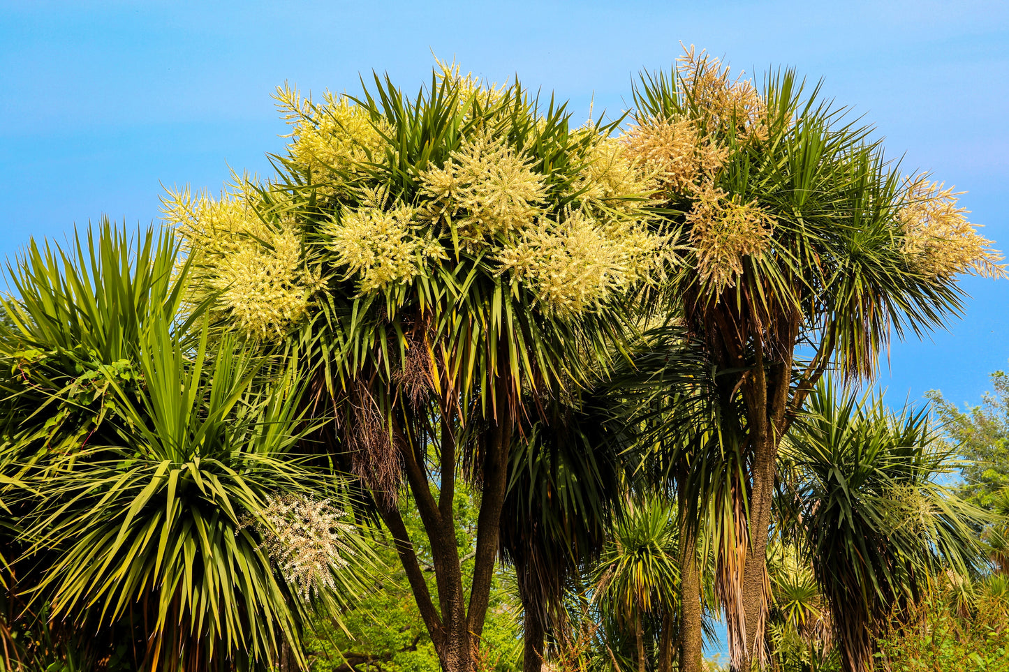 50 CABBAGE PALM / GIANT DRACAENA Australis Cordyline Tree Houseplant Seeds