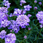 2000 Fairy DWARF MIX CANDYTUFT Iberis Umbellata Flower Seeds