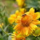 100 YELLOW GAILLARDIA (Blanket Flower / Indian Blanket) Gaillardia Aristata Flower Seeds