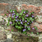 100 KENILWORTH IVY (Ivy-Leaved Toadflax) Cymbalaria Muralis Vine Flower Seeds