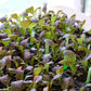 1500 RED GIANT MUSTARD Ornamental Japanese Greens Herb Vegetable Brassica Seeds