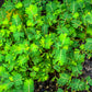 300 Yellow PARTRIDGE PEA (Sleeping Plant / Sensitive Pea) Chamaecrista Fasciculata Flower Seeds