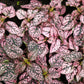 10 Dwarf PINK POLKA DOT PLANT Splash Select Hypoestes Phyllostachya Flower Houseplant Seeds